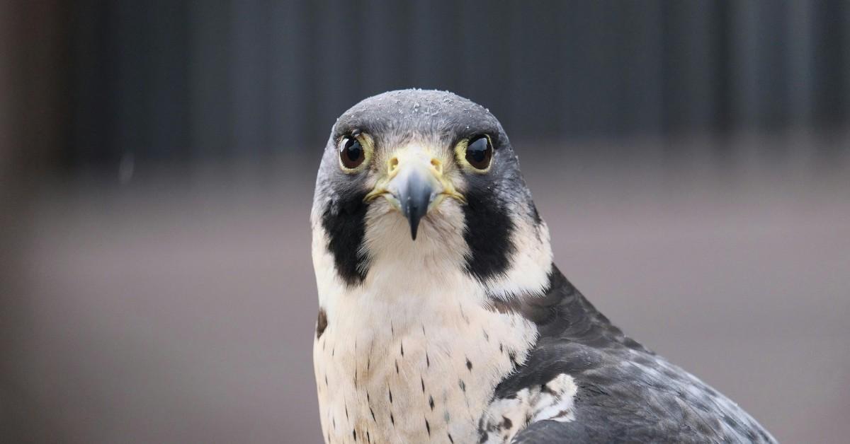 A closeup of a Peregrine Falcon's face and neck