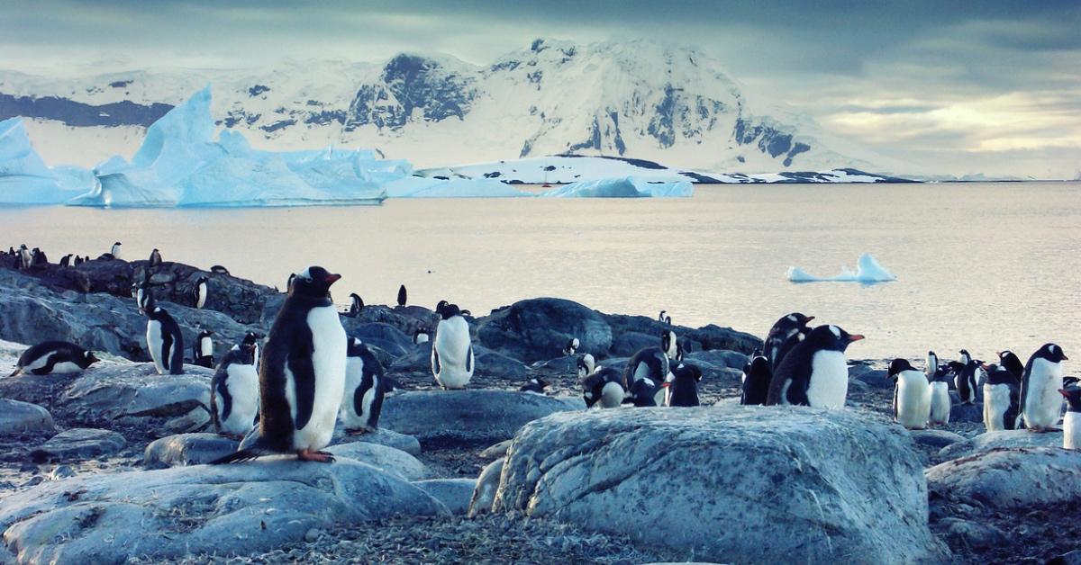 Penguins on rocks in Antarctica. 