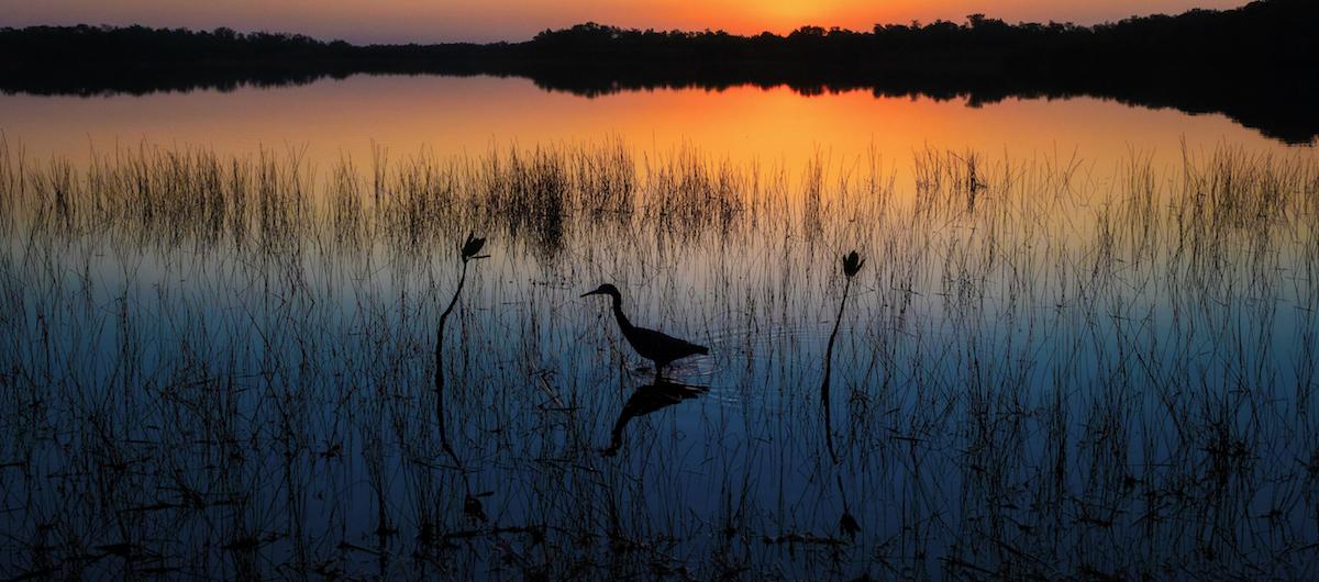 Crane at sunset in a lake. 