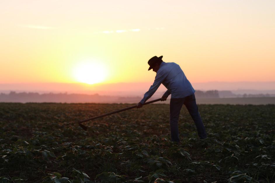 Photo of a man with a hat cutting crops with a hoe during sunset. 