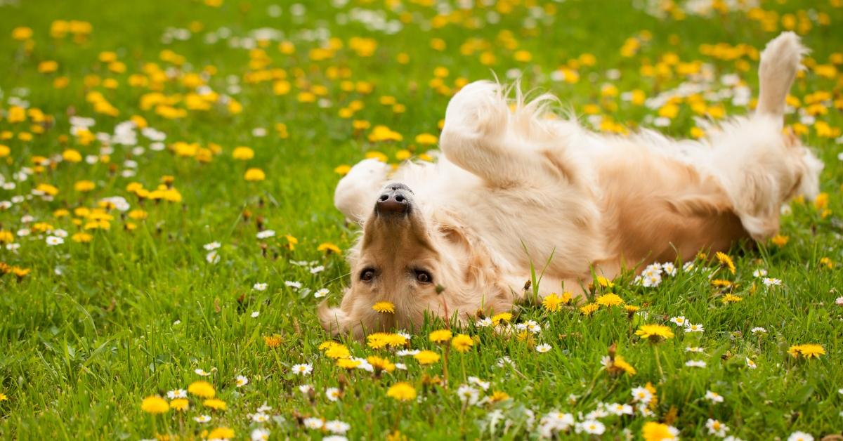 Dog rolling in a field of dandelions. 