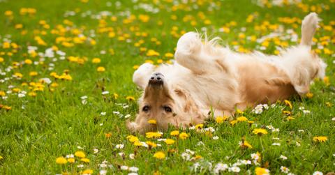 Dog rolling in a field of dandelions.