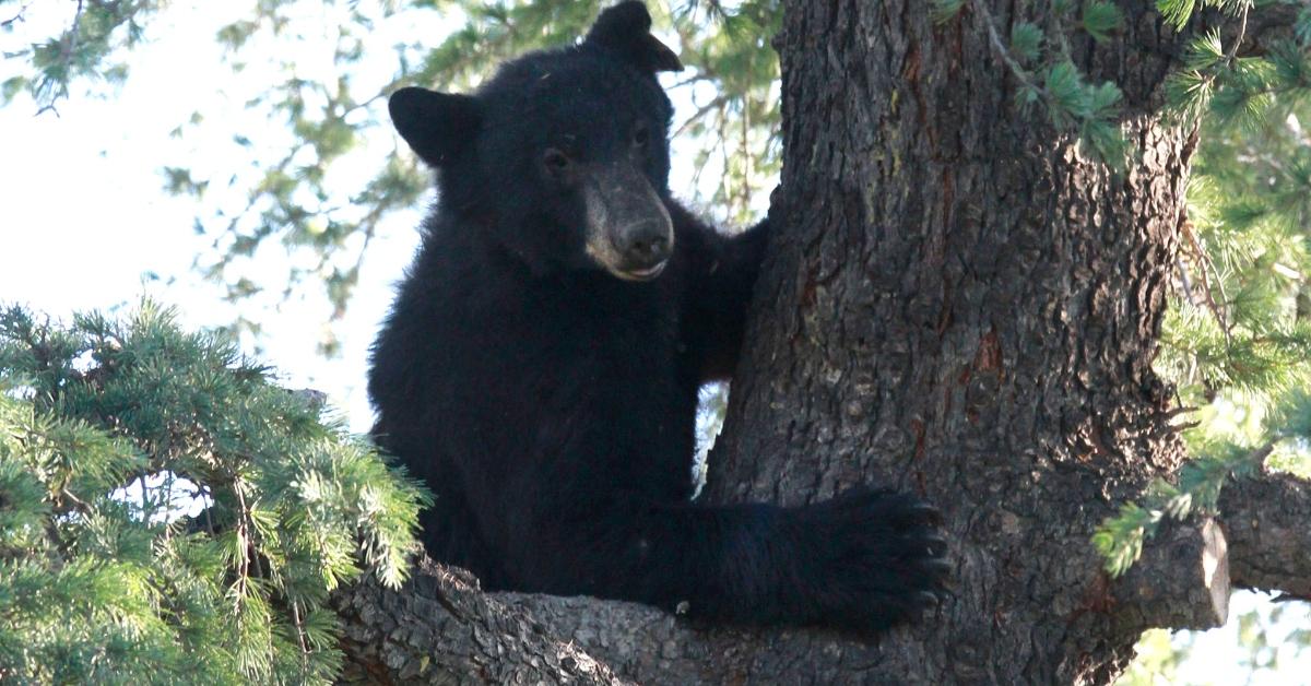 Bear at Disney's Magic Kingdom captured, Florida officials say