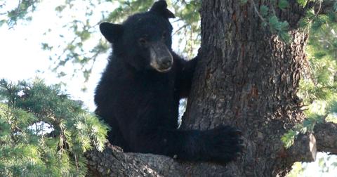 A black bear in a tree.