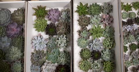 overwatering succulents?