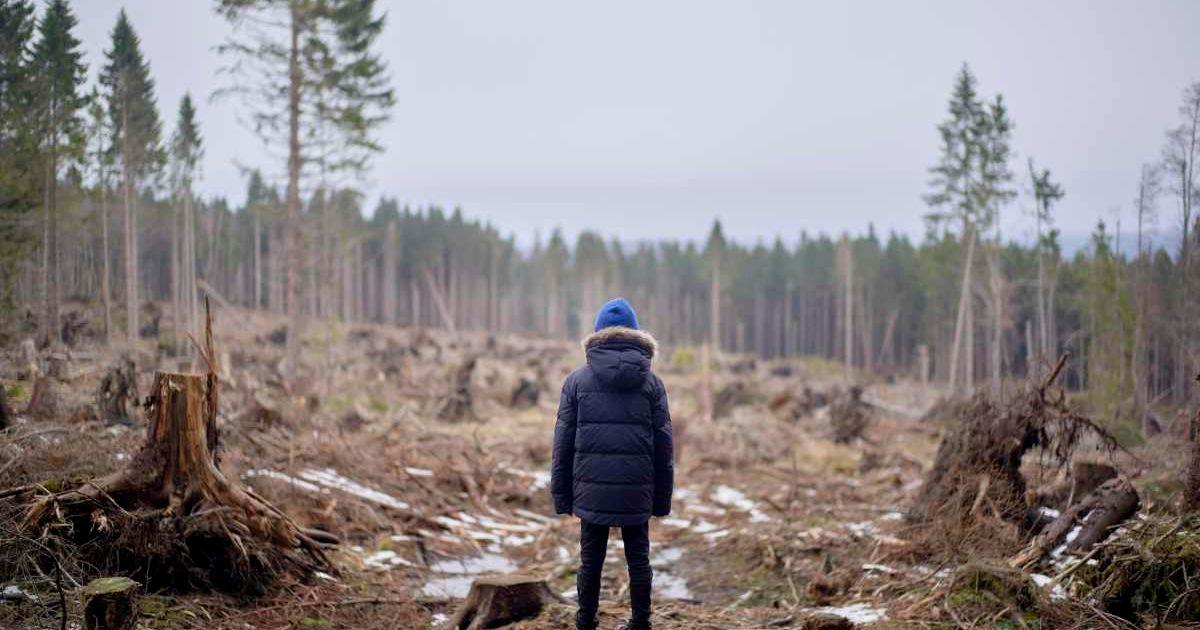 A person is watching an area affected by deforestation. (Representative Cover Image Source: Getty Images | LB Studios)