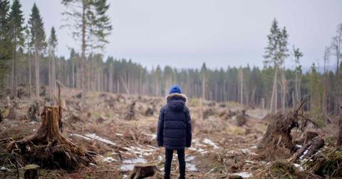 A person is watching an area affected by deforestation. (Representative Cover Image Source: Getty Images | LB Studios)