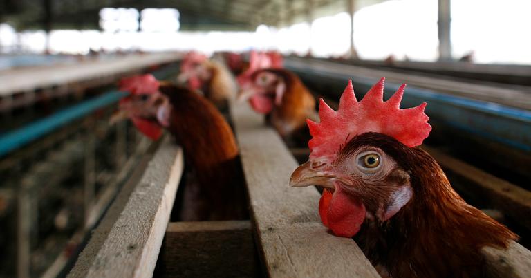 Human Contracts Avian Flu In Colorado Marking Americas First Case