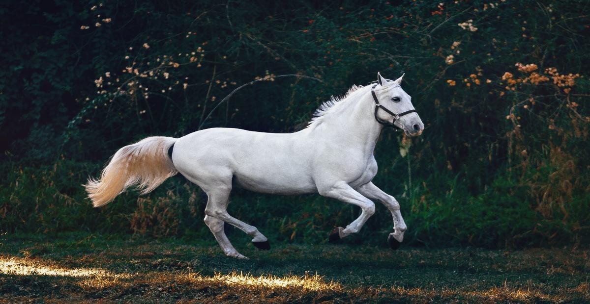 A white horse prances.