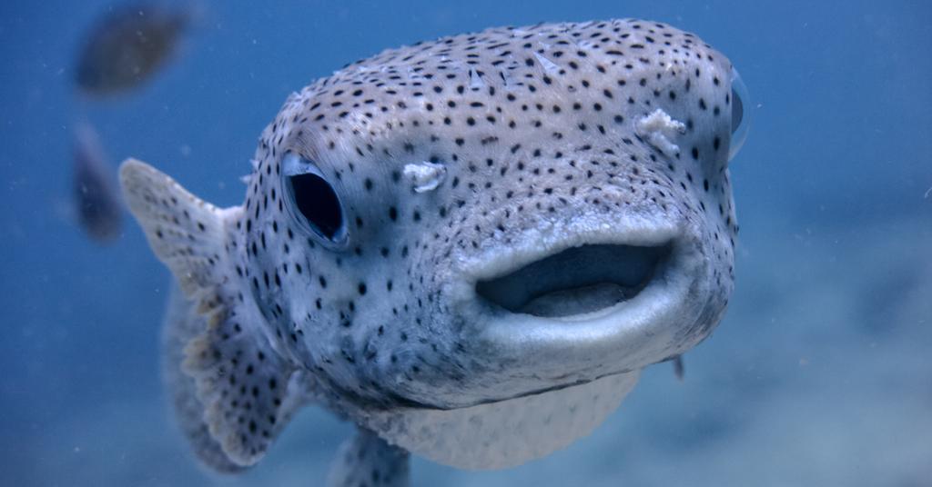 Do Sharks Have Tongues? It’s Complicated