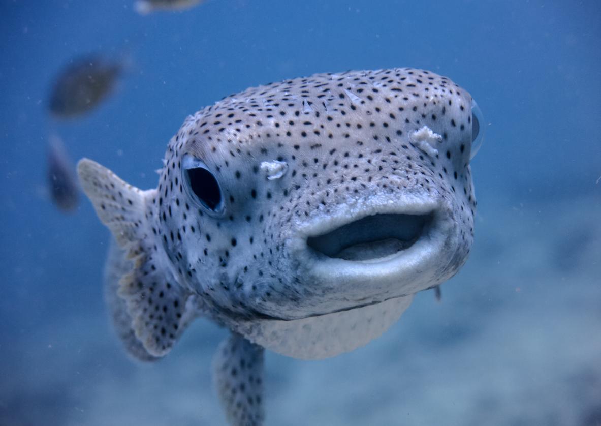 Do Sharks Have Tongues? It’s Complicated