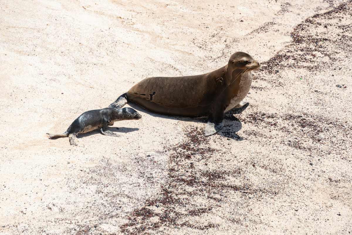 pn/fdb d f beb ceaffc