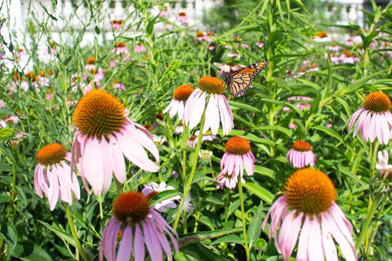 Orange butterfly on light purple native coneflower