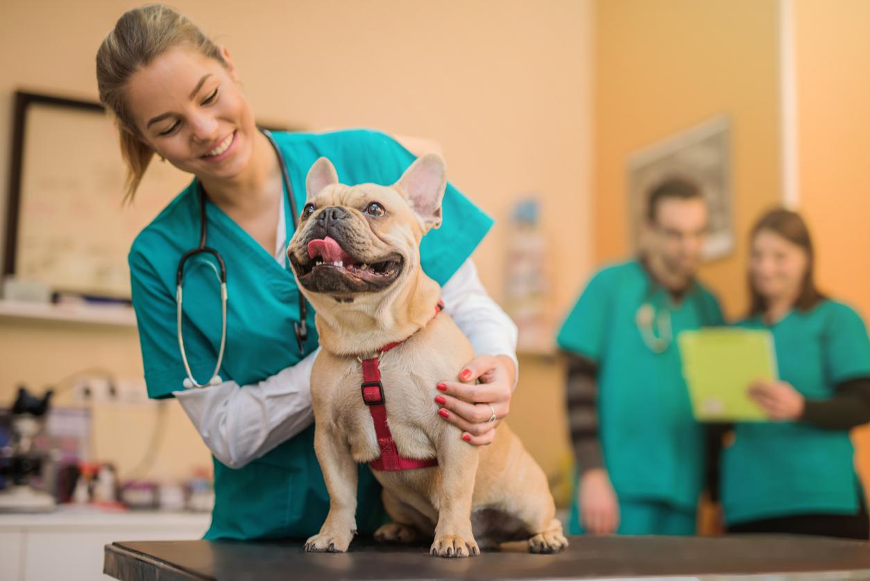 A smiling veterinarian inspects a French Bulldog with a red harness while two vets discuss in the background.