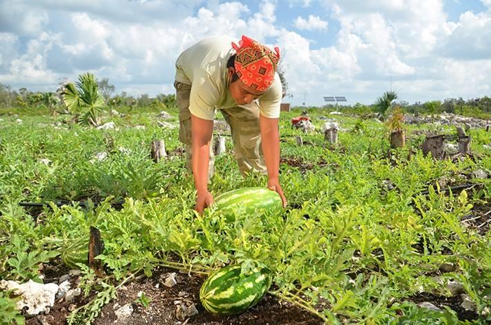 watermelonpicker