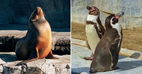 (L) An Antarctic seal basking in the sunlight. (R) Penguins waddling on a rock while the sun scorches Antarctica. (Representative Cover Image Source: Pexels | (L) Minsu B, (R) Atssar Khawaja)