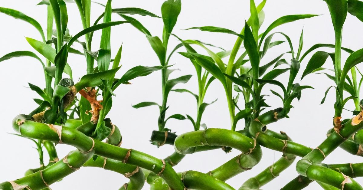 Close-up photograph of lucky bamboo plants. 