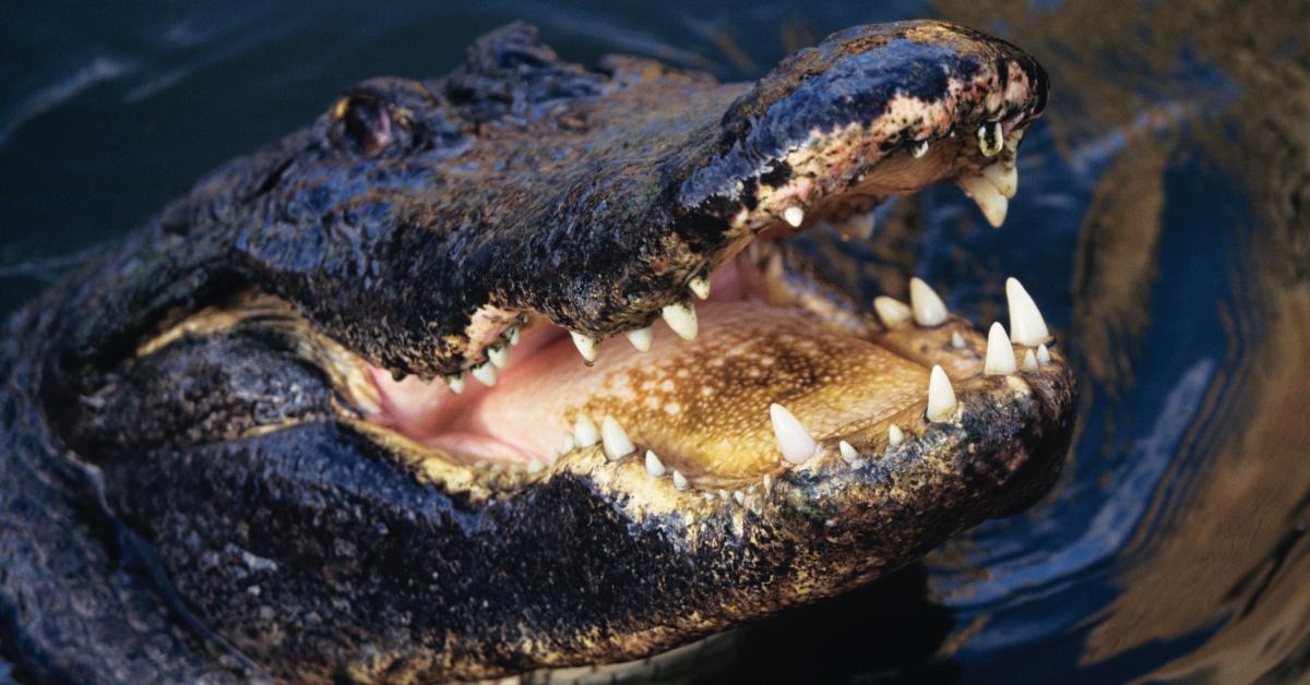 Adult alligator swimming and opening his mouth. 