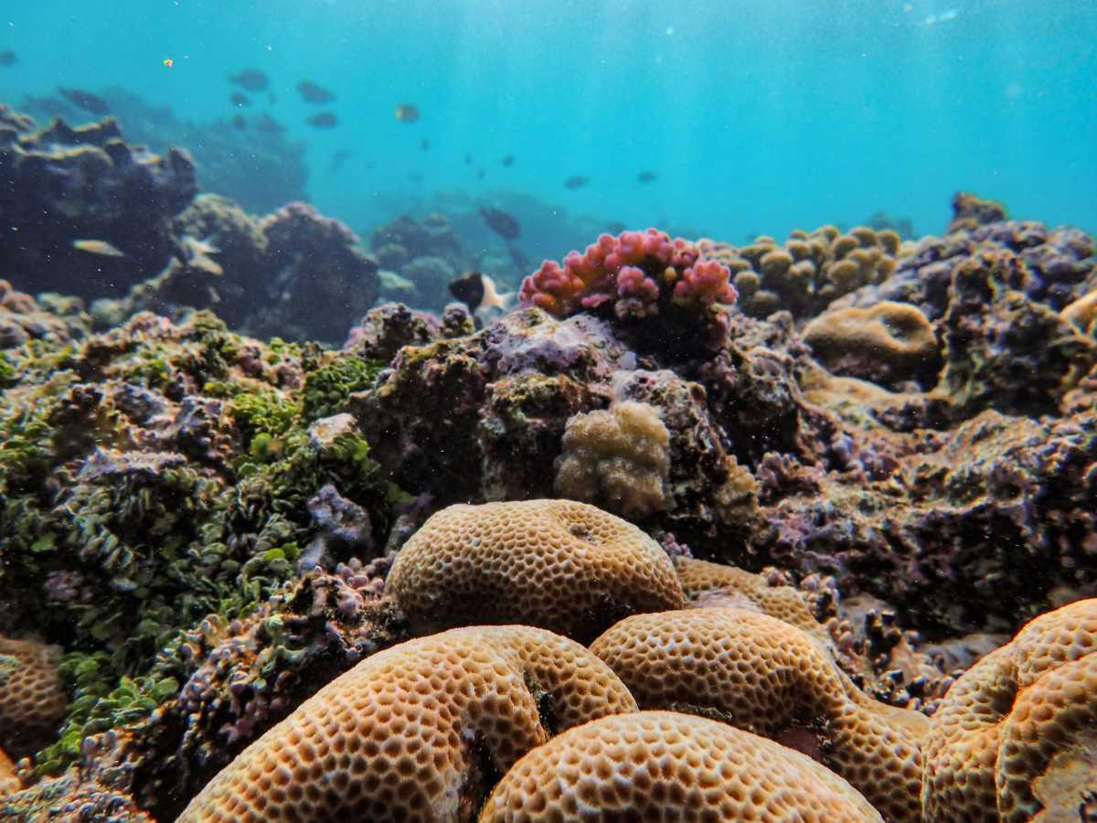 pn/ecca b b bba bedeefa