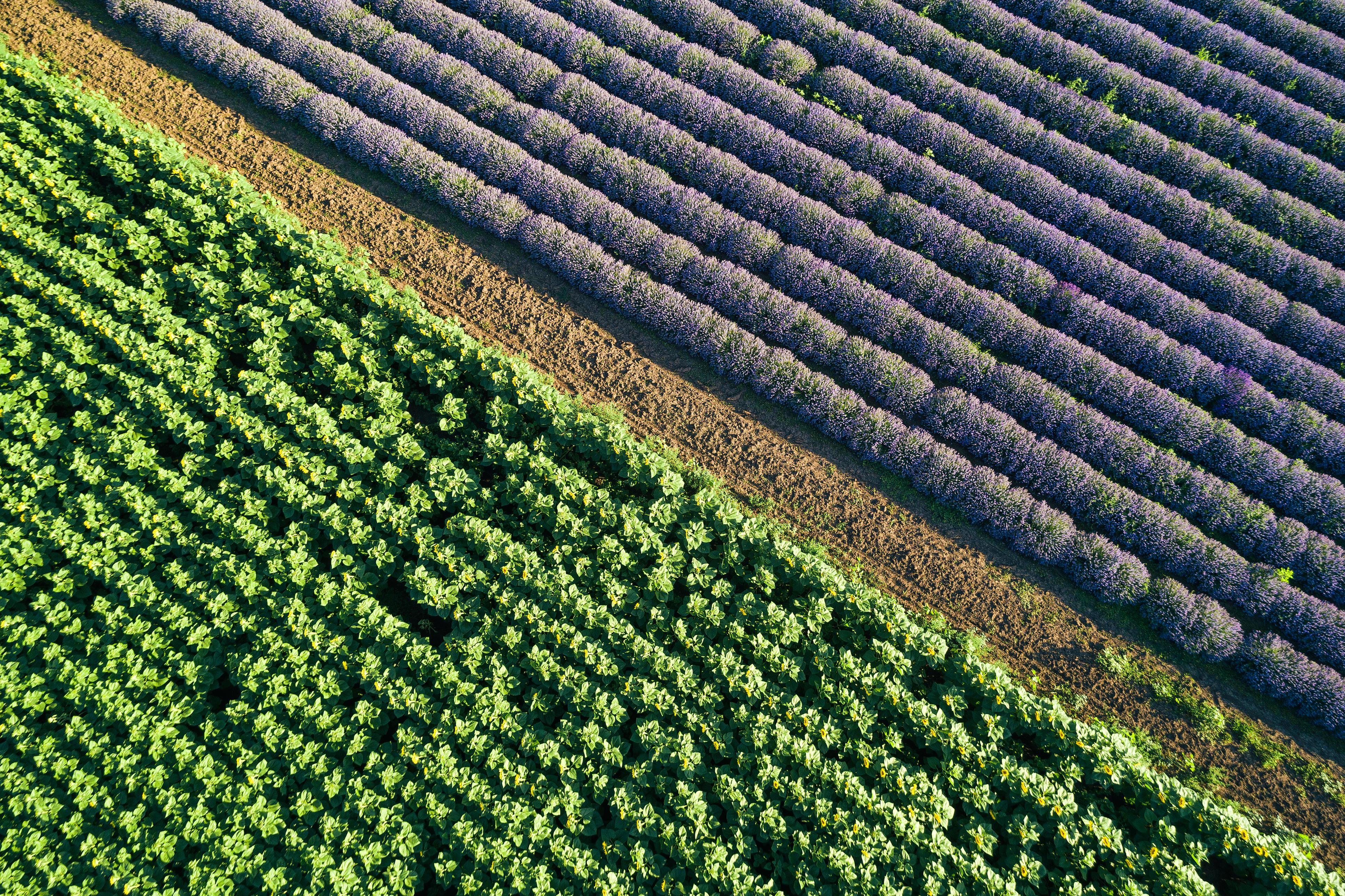 corncrop