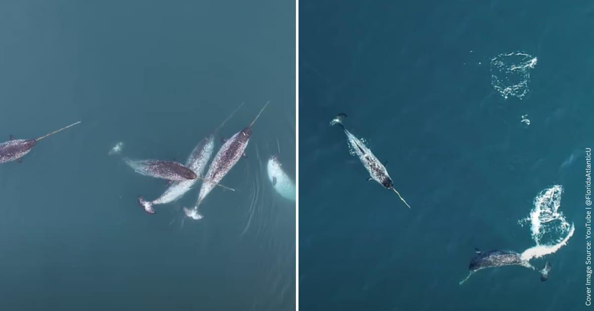 Narwhals are swimming in the ocean, displaying an unusual behavior. (Cover Image Source: YouTube | @FloridaAtlanticU)