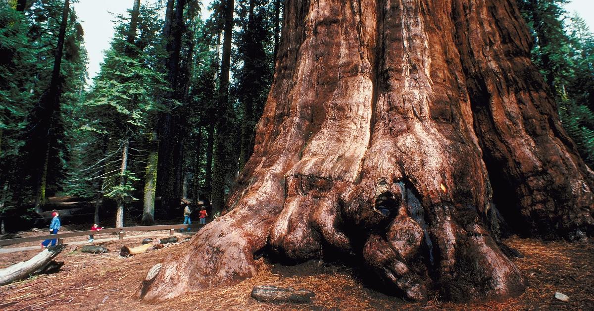 The massive trunk of a giant sequoia tree. 