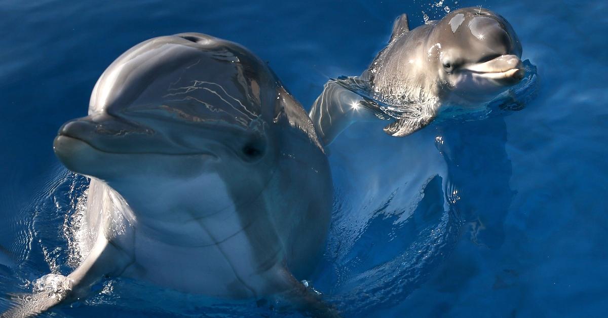 Two dolphins in the water