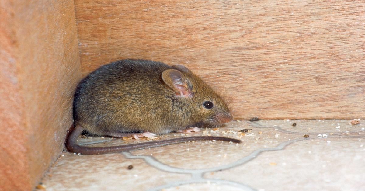 How To Get Rid Of Mice Humanely