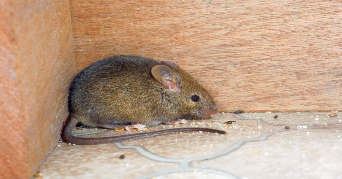 How to Get Rid of Mice the Natural Way Without Having to Kill Them