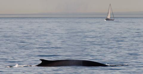 Fin Whale