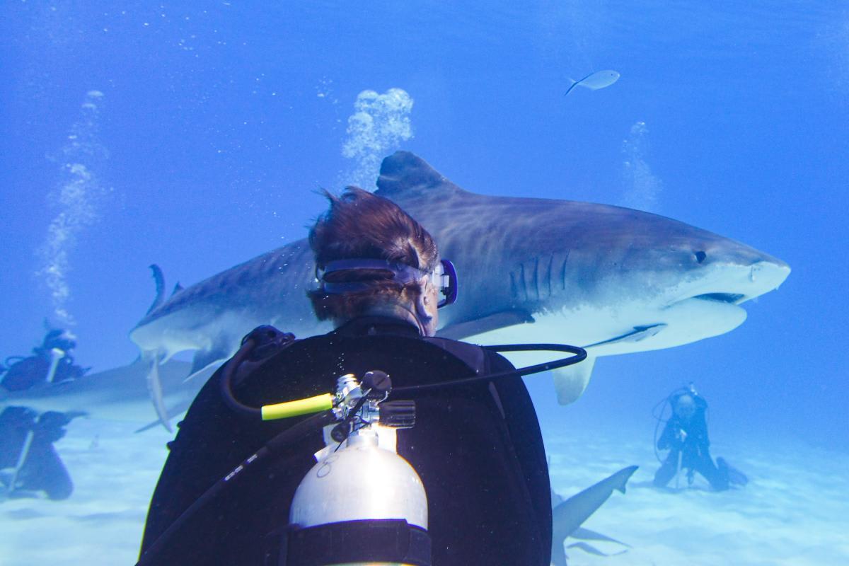 pn/dc af bff f deaeba