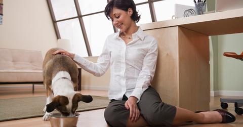 Dog eating out of a dish while being petted by its owner.