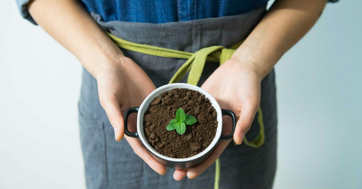 growingmintplant