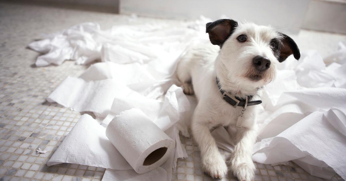 dog poops in crate and eats it