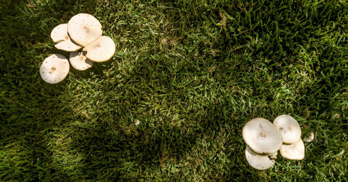 An overhead photo of two clusters of white mushrooms growing in green grass. 