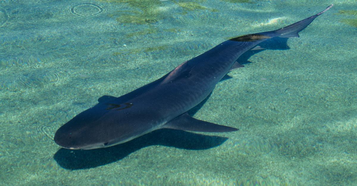 tiger sharks