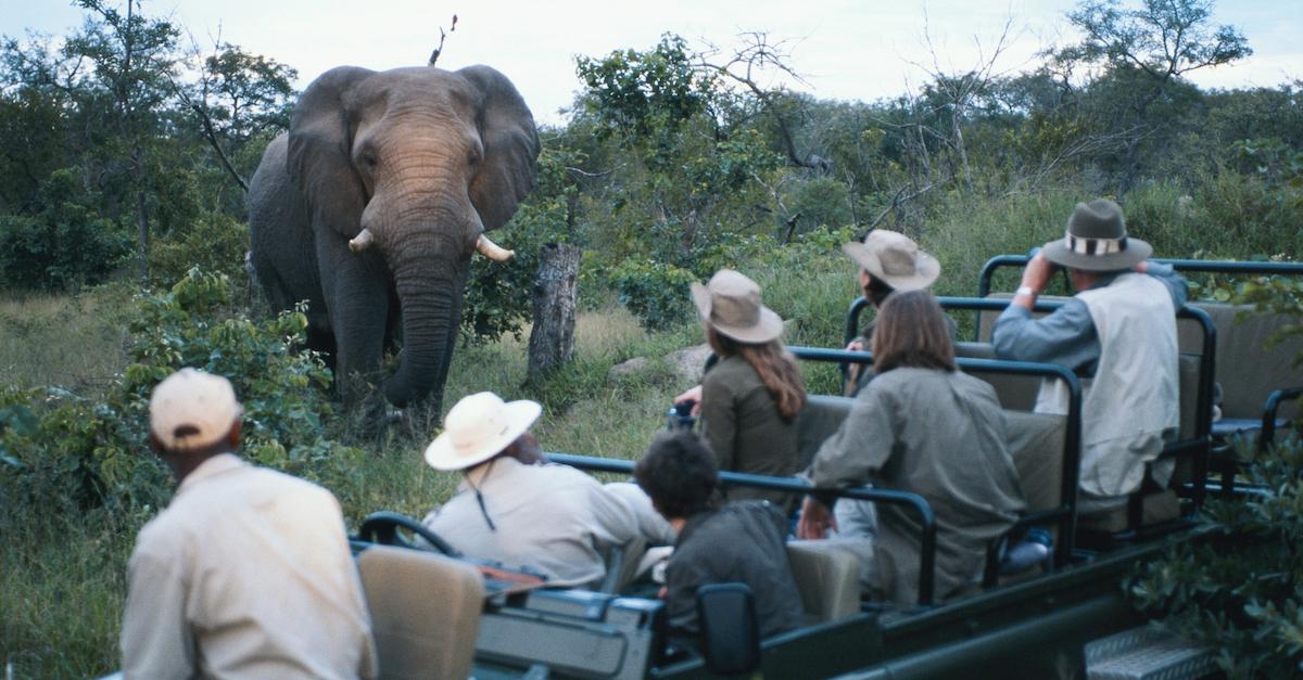 Do Safari Companies Really Want African Travelers? - The New York