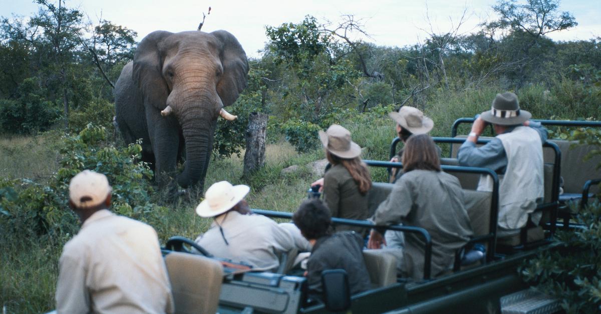 Are Safaris Ethical? What to Know Before Embarking Upon Your Excursion