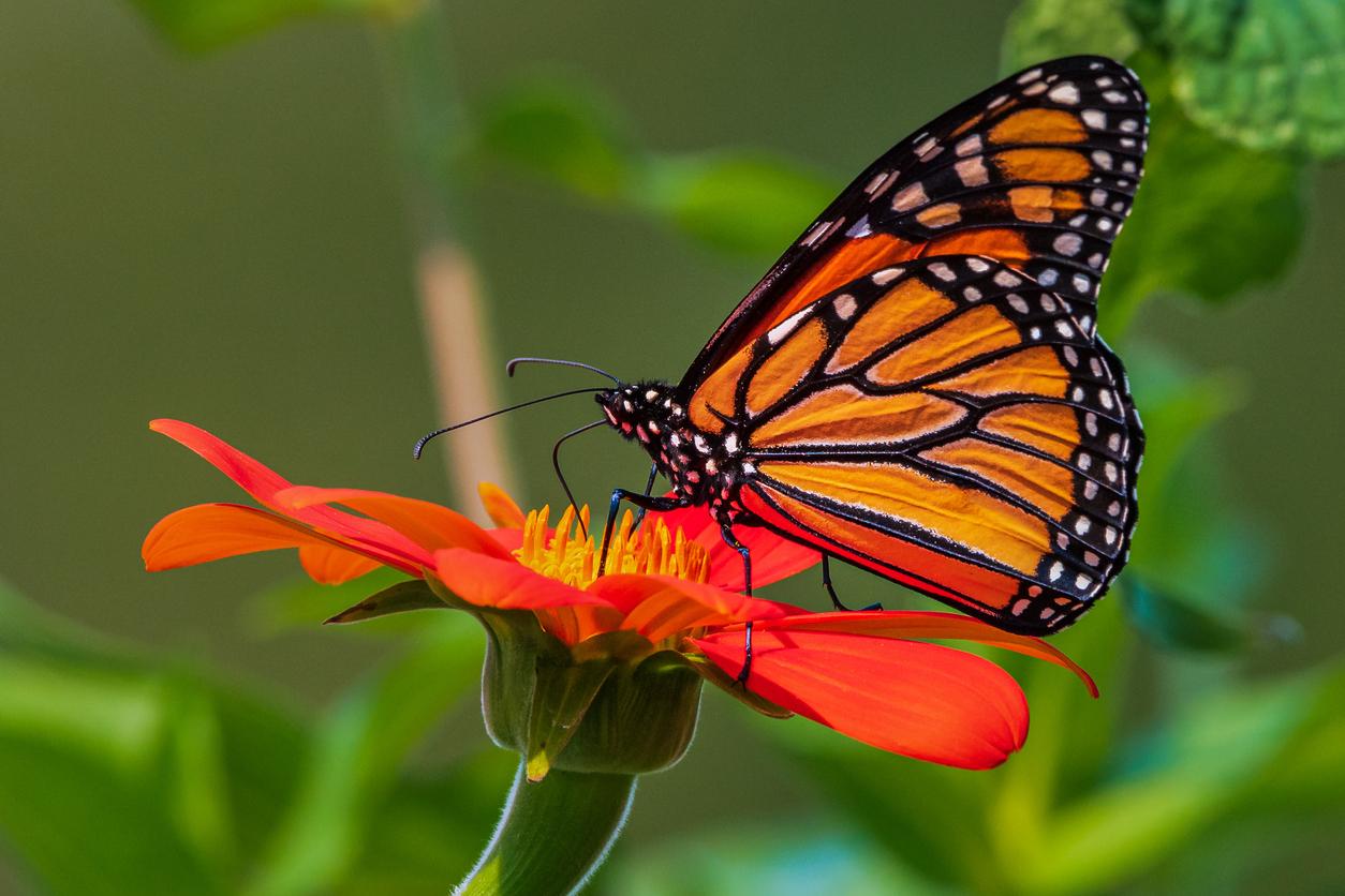 An orange monarch butterfly lands atop a red and orange flower.