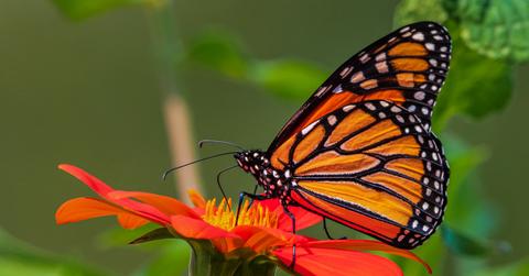 An orange monarch butterfly lands atop a red and orange flower.