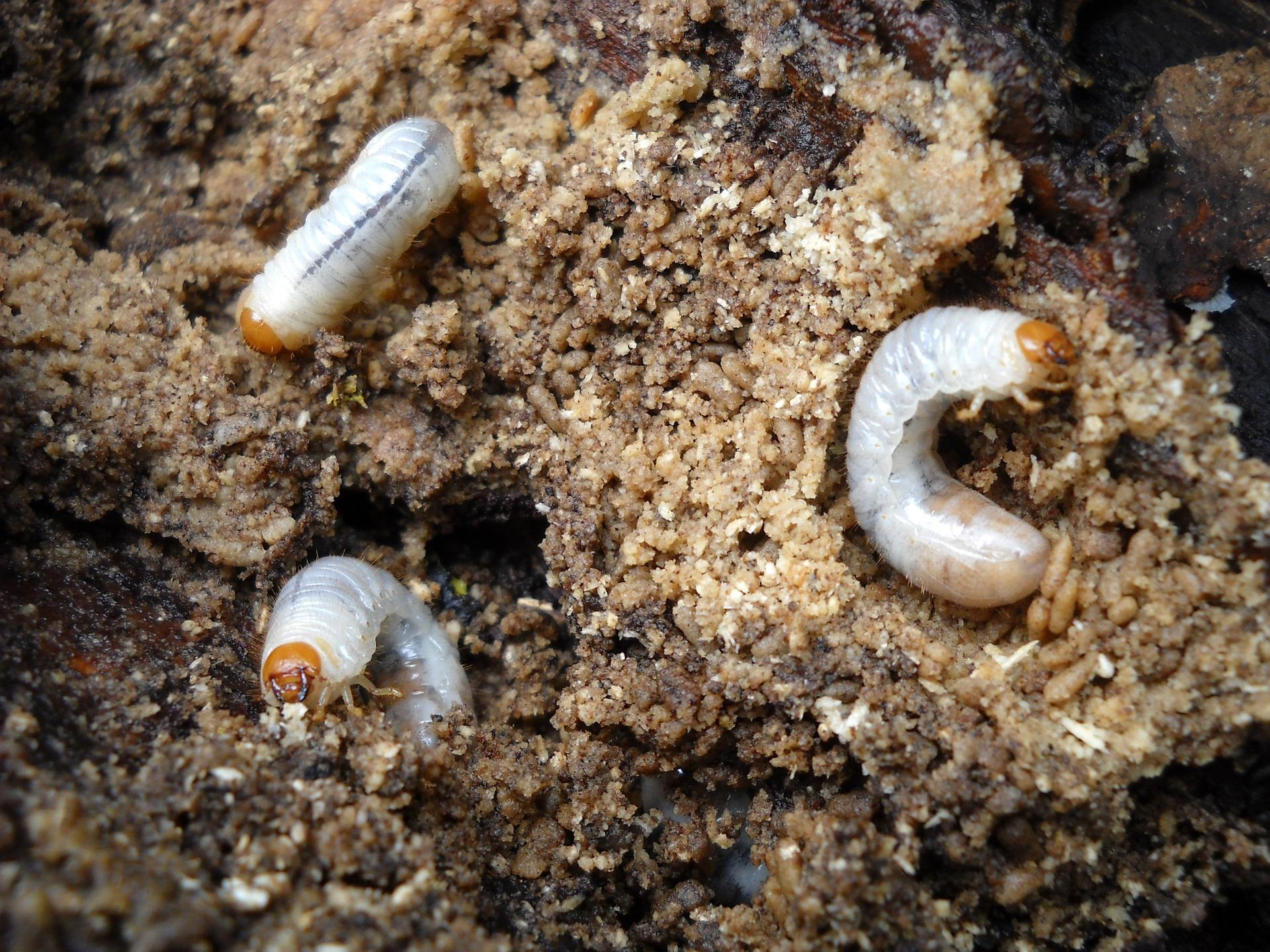 Maggots could be an interesting link between foods and the waste they  produce