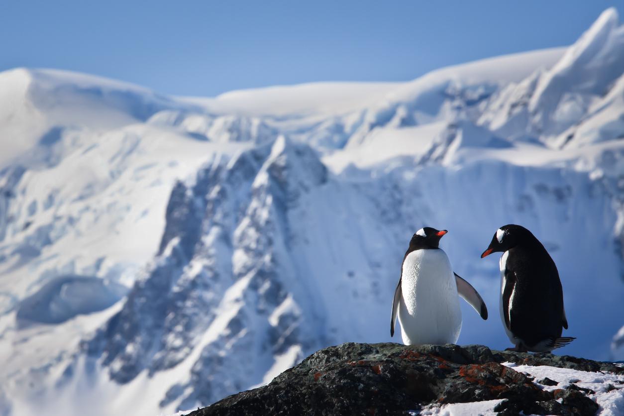 Two penguins stand atop a rocky area with snow-capped mountains in the background.