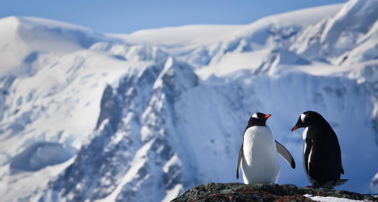 Are There Penguins or Polar Bears in Alaska?