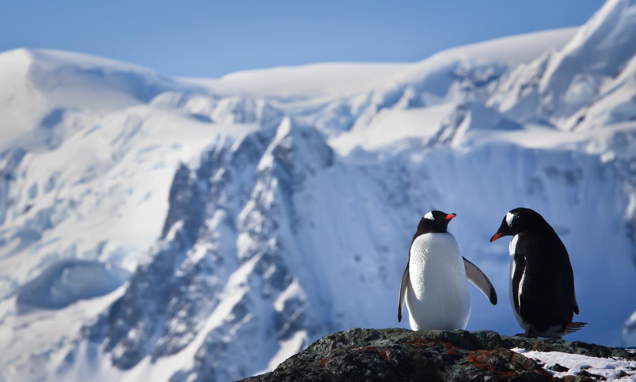 Are There Penguins or Polar Bears in Alaska?