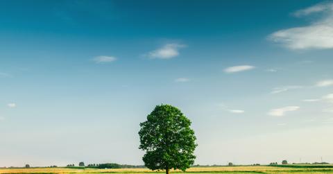 tree field horizon countryside