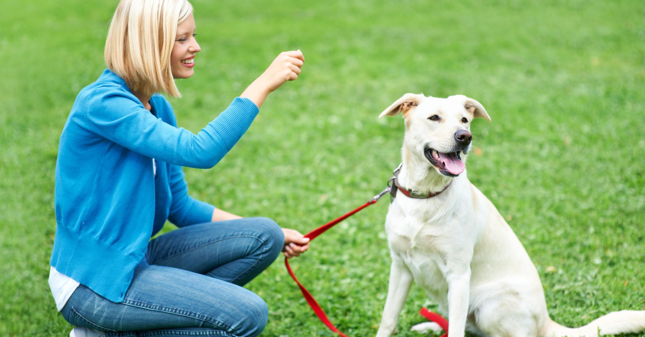 The 333 Rescue Dog Training Method, Explained By Experts (Exclusive)