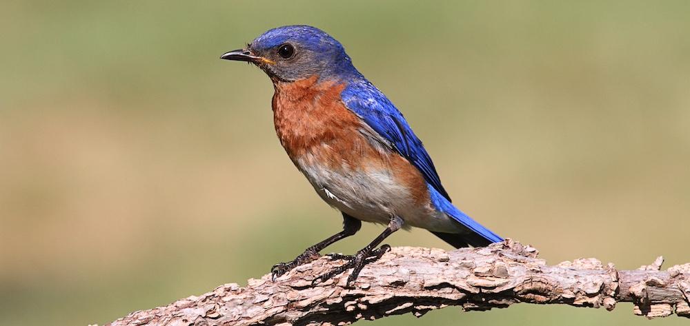 A bluebird perched on a branch.