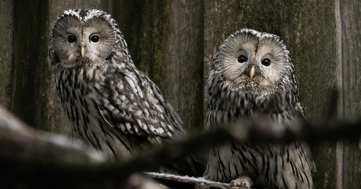 Two owls sit side by side on a branch in front of some wood