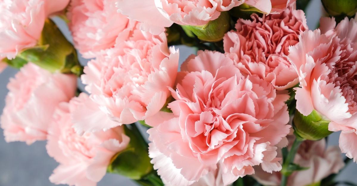 January Has Two Birth Flowers That Are Equally Beautiful