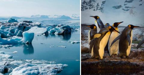 (L) Crumbled iceberg chunks float in cool lake, (R) A rookery of Emperor penguins gathered in front of a wall of ice (Cover Image Source: Pexels | (L) Laura Paredis, (R) Sergio Zhukov)